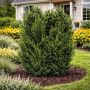 Тис середній Хіксі (Taxus media Hicksii) 40 см, С3