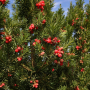 Тис середній Хіксі (Taxus media Hicksii) 40 см, С3