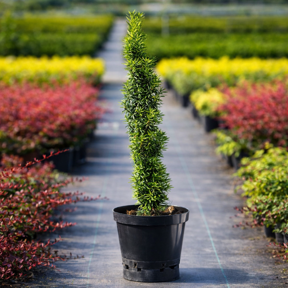 Тис середній Войтек (Taxus media Wojtek) 30 см, С3