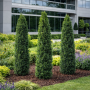 Тис середній Войтек (Taxus media Wojtek) 30 см, С3