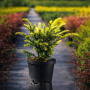 Тис ягодный золотистый (Taxus baccata Semperaurea) 30 см, С3