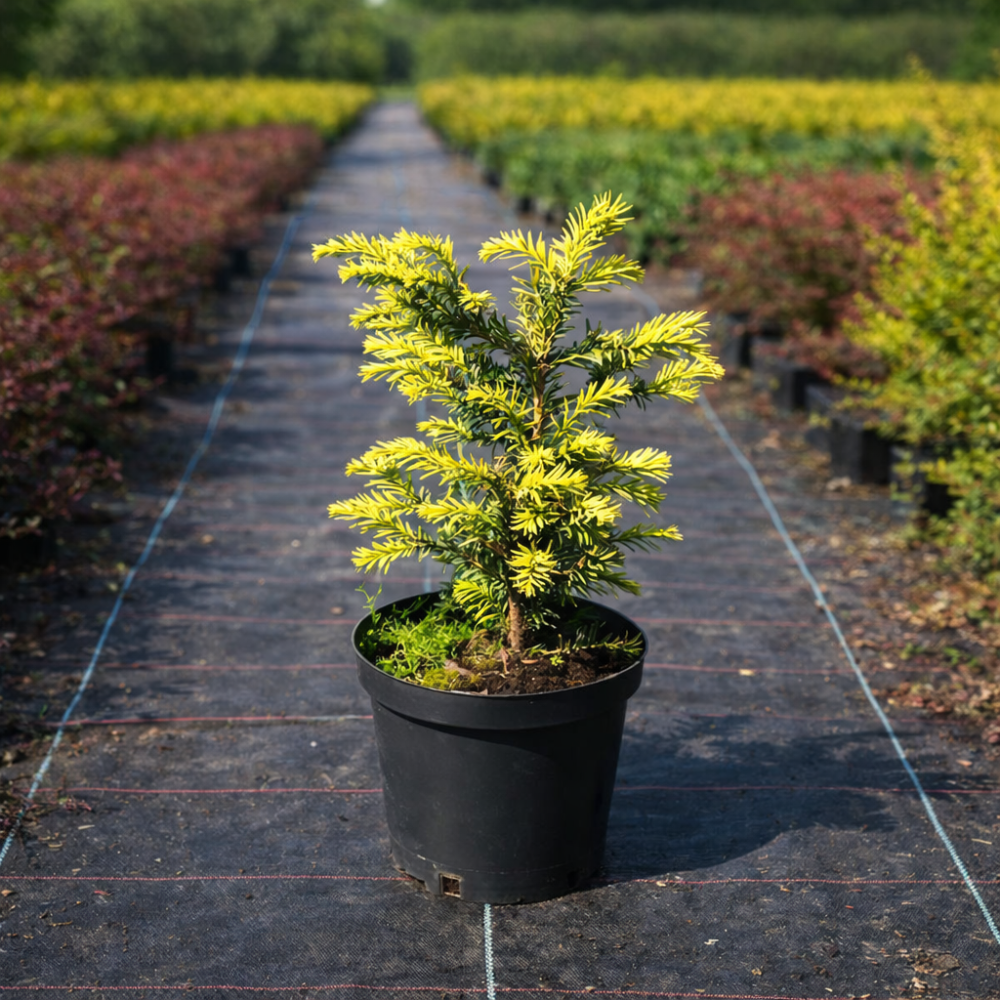 Тис ягодный золотистый (Taxus baccata Semperaurea) 30 см, С3