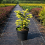 Тис ягодный золотистый (Taxus baccata Semperaurea) 30 см, С3