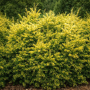 Тис ягодный золотистый (Taxus baccata Semperaurea) 30 см, С3