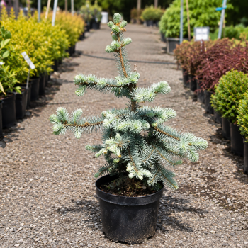 Ель колючая Глаука Пендула (Picea pungens Glauca Pendula) 70 см, С10 Ель колючая Глаука Пендула (Picea pungens Glauca Pendula) 70 см, С10