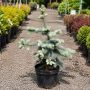 Ель колючая Глаука Пендула (Picea pungens Glauca Pendula) 70 см, С10