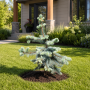 Ель колючая Глаука Пендула (Picea pungens Glauca Pendula) 70 см, С10