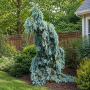 Ель колючая Глаука Пендула (Picea pungens Glauca Pendula) 70 см, С10