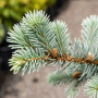 Ель колючая Глаука Пендула (Picea pungens Glauca Pendula) 70 см, С10