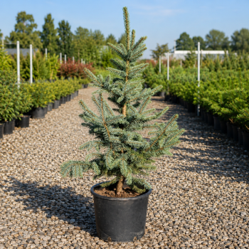 Ель колючая Костер (Picea pungens Koster) 100 см, С10 Ель колючая Костер (Picea pungens Koster) 100 см, С10
