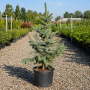 Ялина колюча Костер (Picea pungens Koster) 100 см, С10