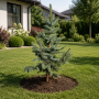 Ялина колюча Костер (Picea pungens Koster) 100 см, С10
