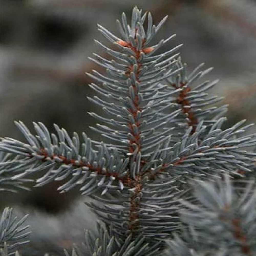 Ялина колюча Костер (Picea pungens Koster) 100 см, С10