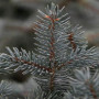 Ялина колюча Костер (Picea pungens Koster) 100 см, С10