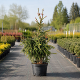 Ялина звичайна Акрокона (Picea abies Acrocona) 100 см, С10