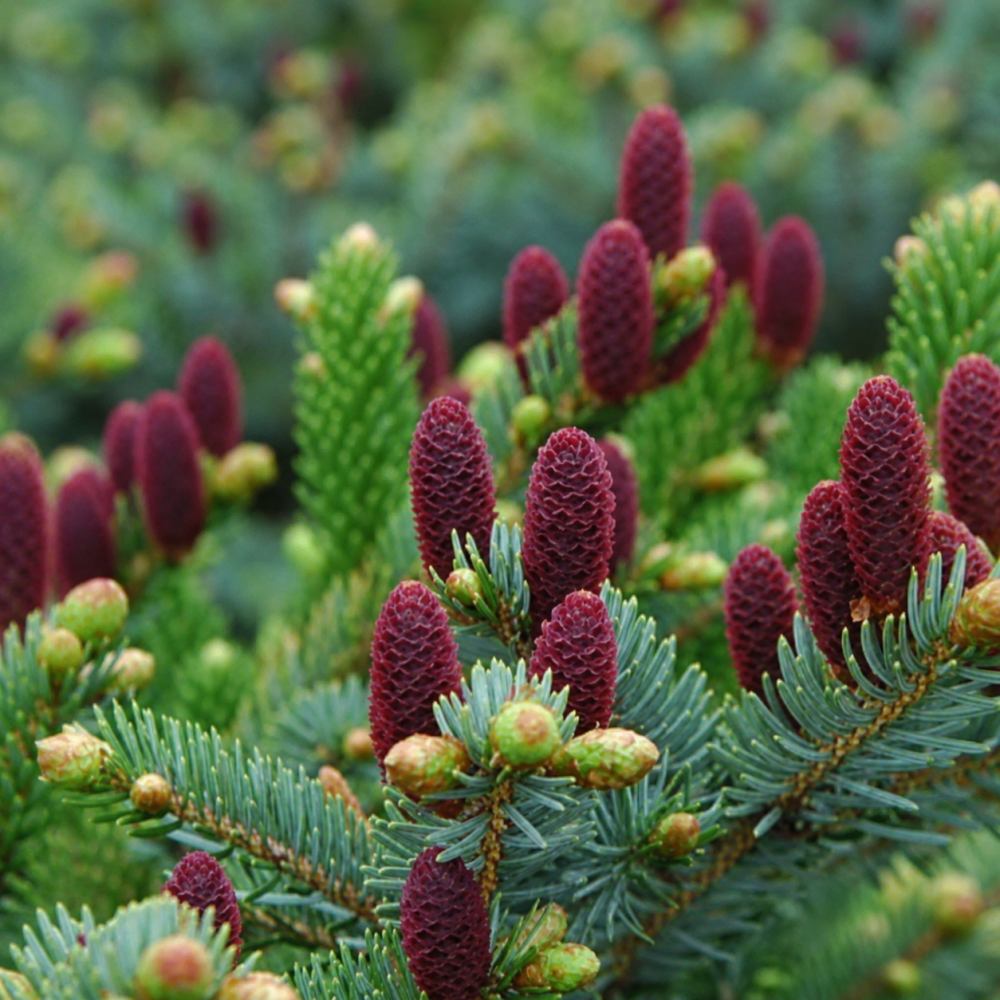 Ялина звичайна Акрокона (Picea abies Acrocona) 100 см, С10