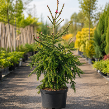 Ель обыкновенная Акрокона (Picea abies Acrocona) 120см, С25 Ель обыкновенная Акрокона (Picea abies Acrocona) 120см, С25