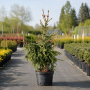 Ялина звичайна Акрокона (Picea abies Acrocona) 120см, С25
