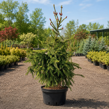 Ель обыкновенная Акрокона (Picea abies Acrocona) 80 см, С5 Ель обыкновенная Акрокона (Picea abies Acrocona) 80 см, С5