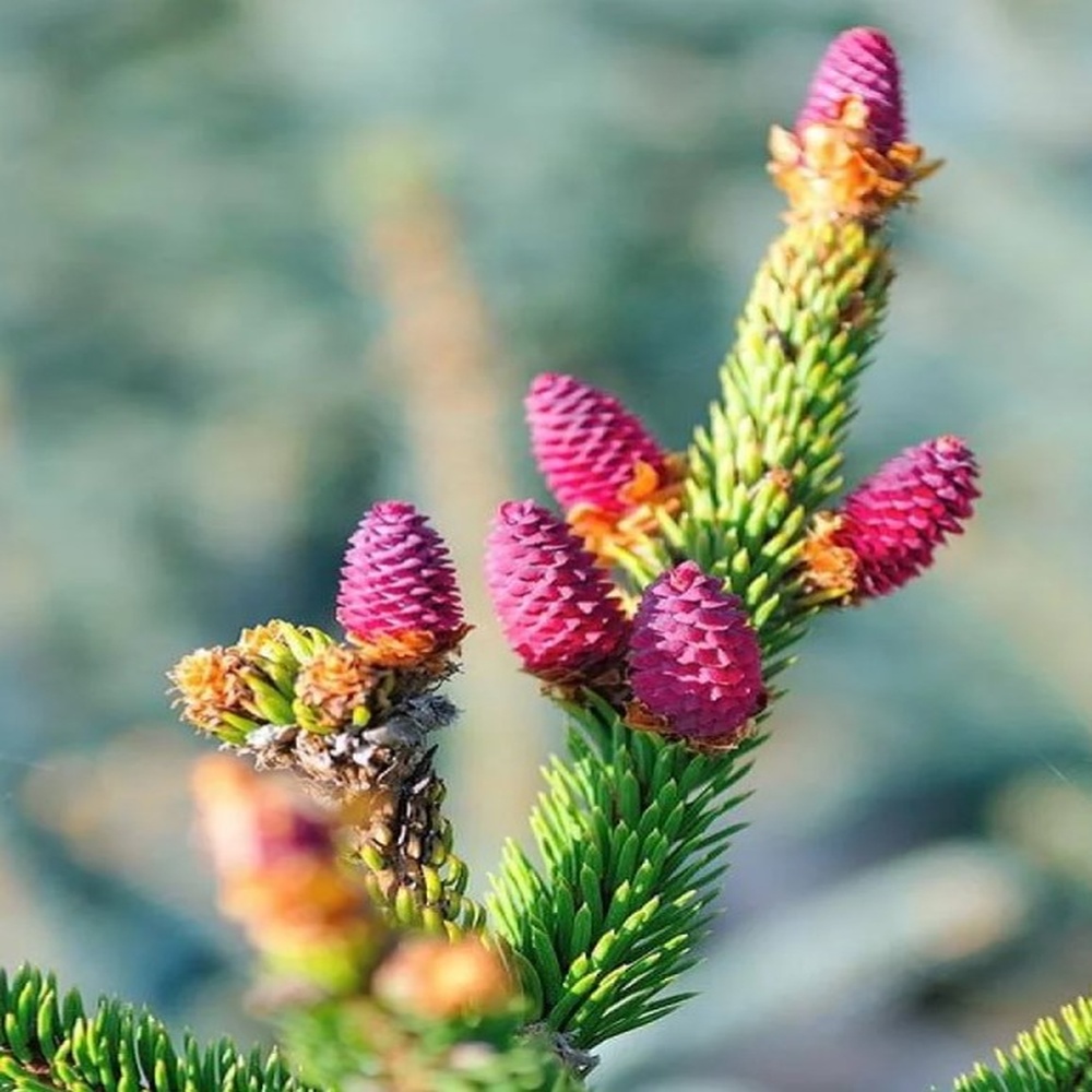 Ялина звичайна Акрокона (Picea abies Acrocona) 80 см, С5