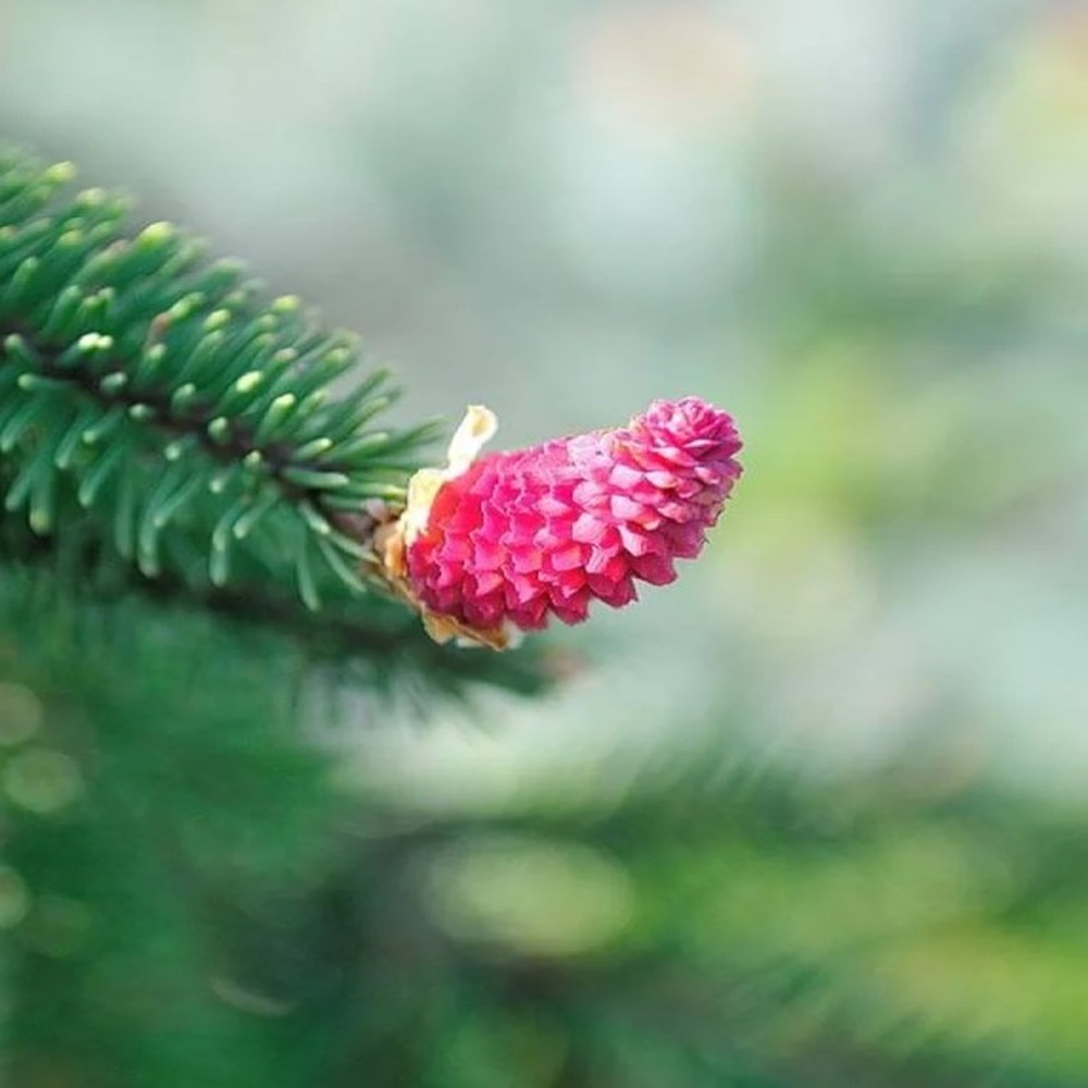 Ялина звичайна Акрокона (Picea abies Acrocona) 80 см, С5