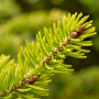 Ялиця нордмана Ауреа (Abies nordmanniana Aurea) 70 см, С10