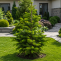 Ялиця нордмана Ауреа (Abies nordmanniana Aurea) 70 см, С10