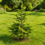 Ялиця нордмана Ауреа (Abies nordmanniana Aurea) 70 см, С10