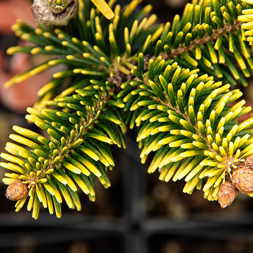 Ялиця нордмана Ауреа (Abies nordmanniana Aurea) 70 см, С10