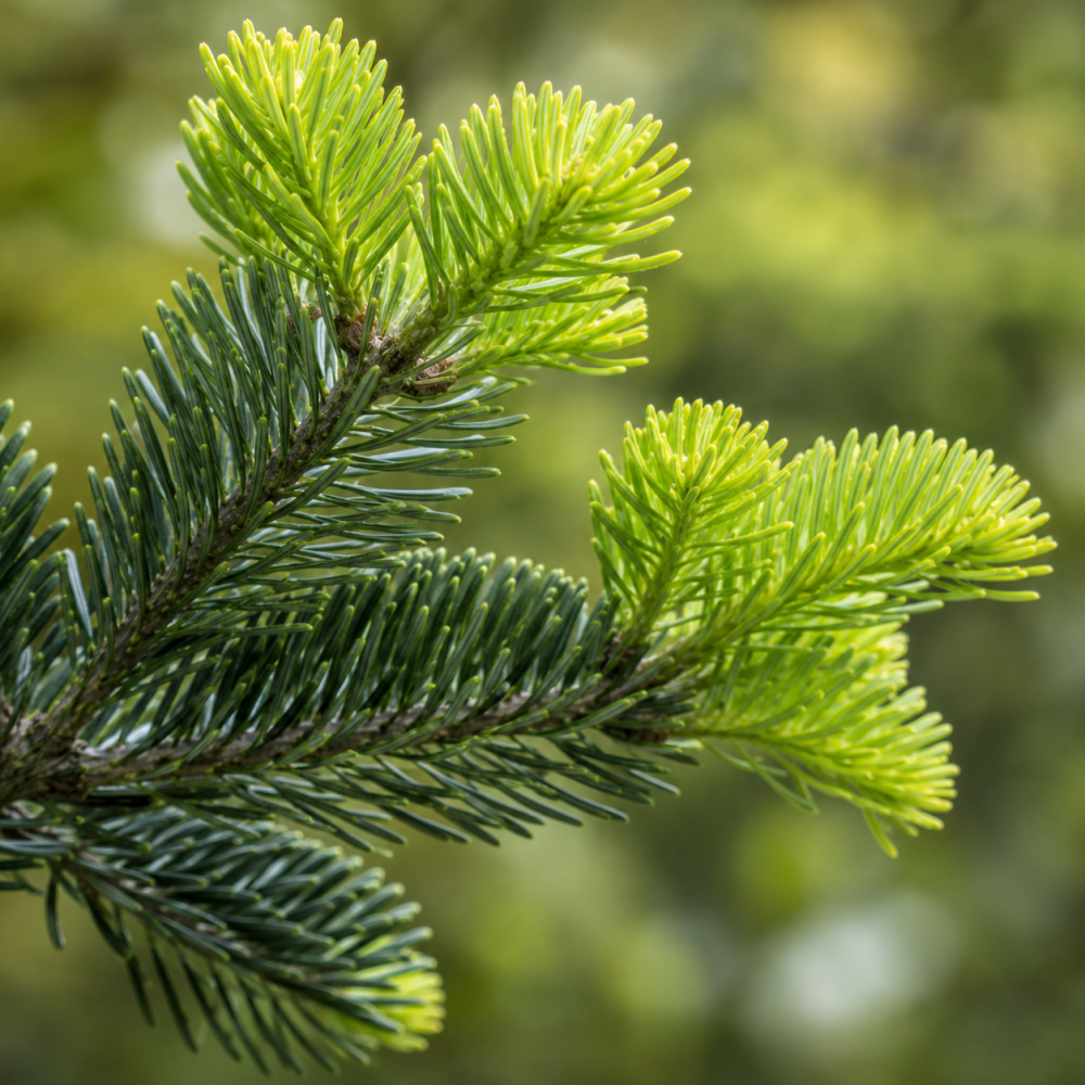 Ялиця нордмана Добріховіце (Abies nordmanniana Dobrichovice) 180 см, 2xvWRB