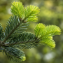 Ялиця нордмана Добріховіце (Abies nordmanniana Dobrichovice) 180 см, 2xvWRB