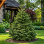 Ялиця нордмана Добріховіце (Abies nordmanniana Dobrichovice) 180 см, 2xvWRB