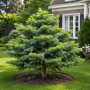 Ялиця нордмана Добріховіце (Abies nordmanniana Dobrichovice) 30 см, С3