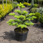 Ялиця нордмана Добріховіце (Abies nordmanniana Dobrichovice) 50 см, С5