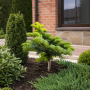 Ялиця нордмана Добріховіце (Abies nordmanniana Dobrichovice) 50 см, С5