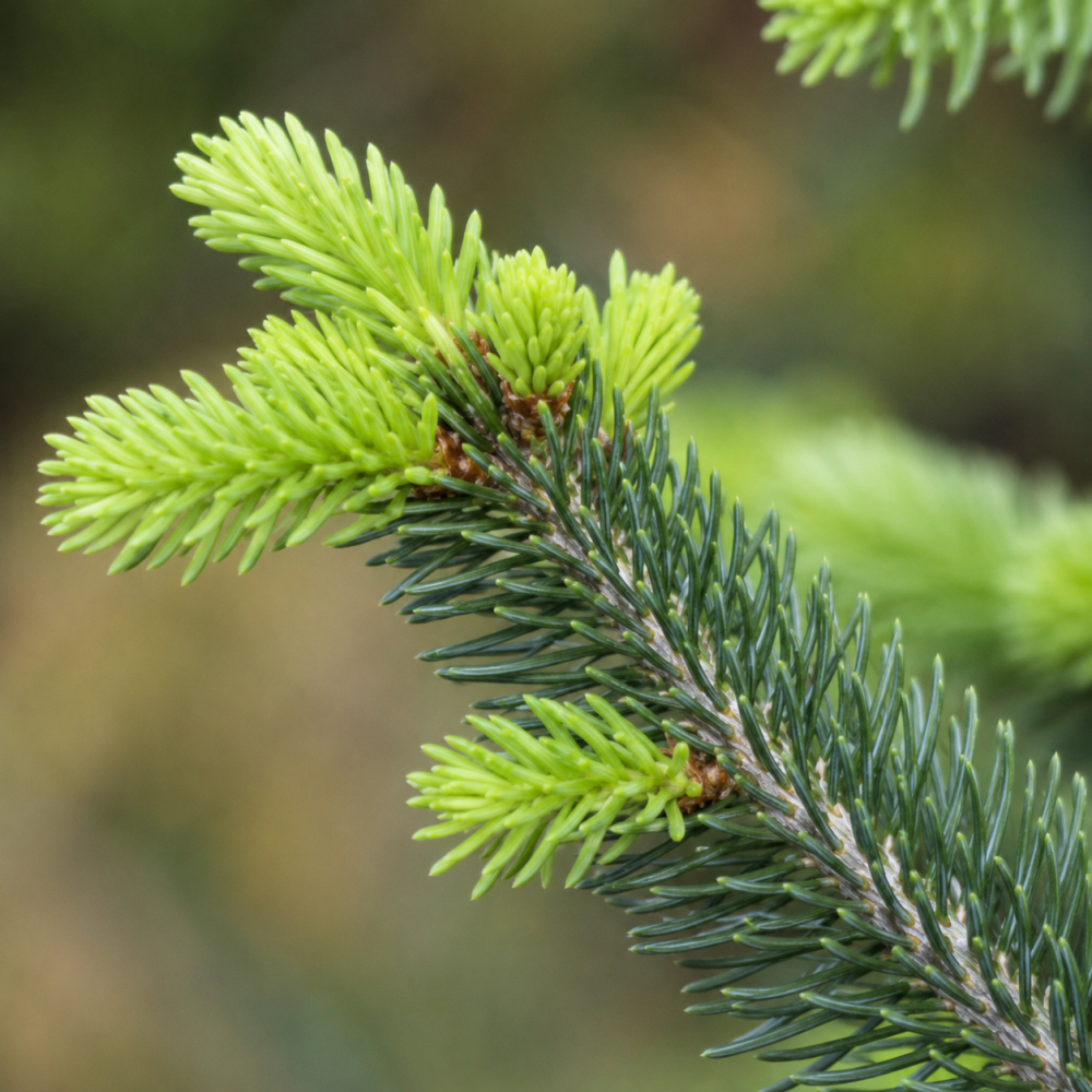 Ялиця нордмана Добріховіце (Abies nordmanniana Dobrichovice) 50 см, С5