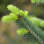 Ялиця нордмана Добріховіце (Abies nordmanniana Dobrichovice) 50 см, С5