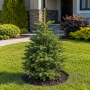 Ялиця нордмана Добріховіце (Abies nordmanniana Dobrichovice) 50 см, С5