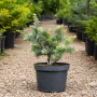 Ялиця одноколірна Арчерс Дварф (Abies concolor Acher`s Dwarf) 50 см, С5