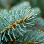 Ялиця одноколірна Арчерс Дварф (Abies concolor Acher`s Dwarf) 50 см, С5