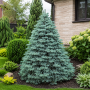 Ялиця одноколірна Арчерс Дварф (Abies concolor Acher`s Dwarf) 50 см, С5