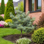 Ялиця одноколірна Арчерс Дварф (Abies concolor Acher`s Dwarf) 50 см, С5