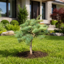 Ялиця одноколірна Арчерс Дварф (Abies concolor Acher`s Dwarf) 50 см, С5