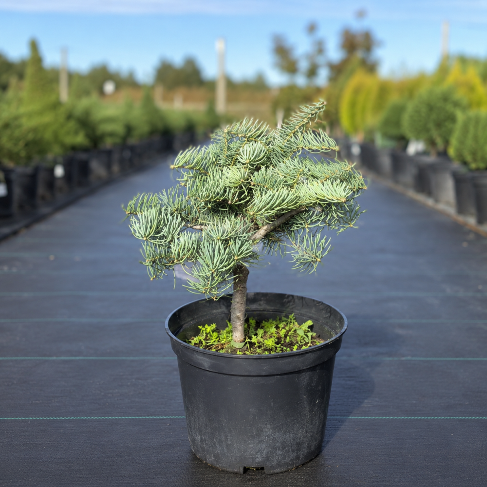 Ялиця одноколірна Арчерс Дварф (Abies concolor Acher`s Dwarf) 70 см, С10