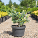 Ялиця одноколірна Арчерс Дварф (Abies concolor Acher`s Dwarf) 70 см, С10