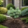 Ялиця одноколірна Арчерс Дварф (Abies concolor Acher`s Dwarf) 70 см, С10
