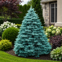 Ялиця одноколірна Арчерс Дварф (Abies concolor Acher`s Dwarf) 70 см, С10