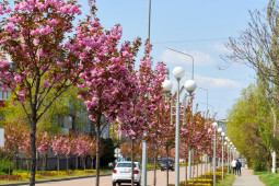  Дерева для міського озеленення - Деревья для городского озеленения