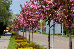  Дерева для міського озеленення - Деревья для городского озеленения