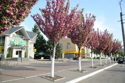  Дерева для міського озеленення